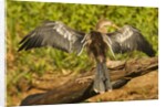 Anhinga Preening by Anonymous