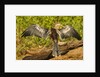 Anhinga Preening by Anonymous