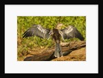 Anhinga Preening by Anonymous