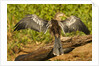 Anhinga Preening by Anonymous
