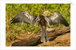Anhinga Preening by Anonymous