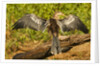 Anhinga Preening by Anonymous