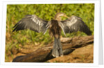 Anhinga Preening by Anonymous
