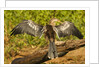 Anhinga Preening by Anonymous