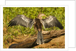 Anhinga Preening by Anonymous