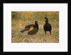 Bare-faced Curassow Mating Pair by Anonymous