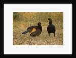 Bare-faced Curassow Mating Pair by Anonymous