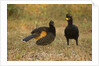 Bare-faced Curassow Mating Pair by Anonymous