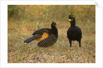 Bare-faced Curassow Mating Pair by Anonymous