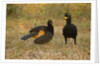 Bare-faced Curassow Mating Pair by Anonymous