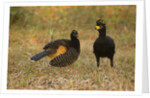Bare-faced Curassow Mating Pair by Anonymous