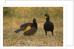 Bare-faced Curassow Mating Pair by Anonymous