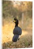 Bare-faced Curassow by Anonymous