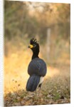 Bare-faced Curassow by Anonymous