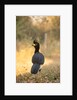 Bare-faced Curassow by Anonymous