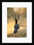 Bare-faced Curassow by Anonymous