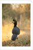 Bare-faced Curassow by Anonymous