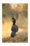 Bare-faced Curassow by Anonymous