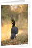 Bare-faced Curassow by Anonymous