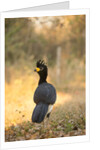 Bare-faced Curassow by Anonymous