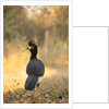 Bare-faced Curassow by Anonymous