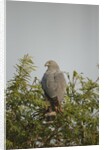 Crane Hawk in Treetop by Anonymous