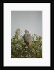 Crane Hawk in Treetop by Anonymous