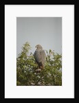 Crane Hawk in Treetop by Anonymous