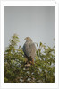 Crane Hawk in Treetop by Anonymous