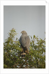 Crane Hawk in Treetop by Anonymous