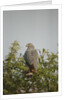 Crane Hawk in Treetop by Anonymous