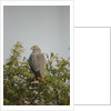 Crane Hawk in Treetop by Anonymous
