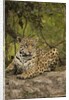 Jaguar Resting on Riverbank by Anonymous