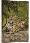 Jaguar Resting on Riverbank by Anonymous