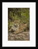 Jaguar Resting on Riverbank by Anonymous