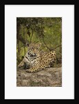 Jaguar Resting on Riverbank by Anonymous