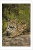 Jaguar Resting on Riverbank by Anonymous