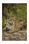 Jaguar Resting on Riverbank by Anonymous