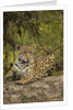 Jaguar Resting on Riverbank by Anonymous