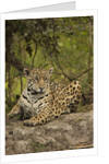 Jaguar Resting on Riverbank by Anonymous