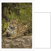 Jaguar Resting on Riverbank by Anonymous