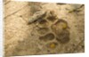 Jaguar Track in Sand by Anonymous
