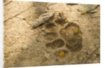 Jaguar Track in Sand by Anonymous
