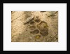 Jaguar Track in Sand by Anonymous