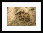 Jaguar Track in Sand by Anonymous