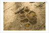 Jaguar Track in Sand by Anonymous