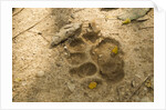 Jaguar Track in Sand by Anonymous