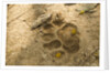 Jaguar Track in Sand by Anonymous