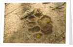 Jaguar Track in Sand by Anonymous