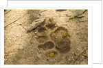 Jaguar Track in Sand by Anonymous